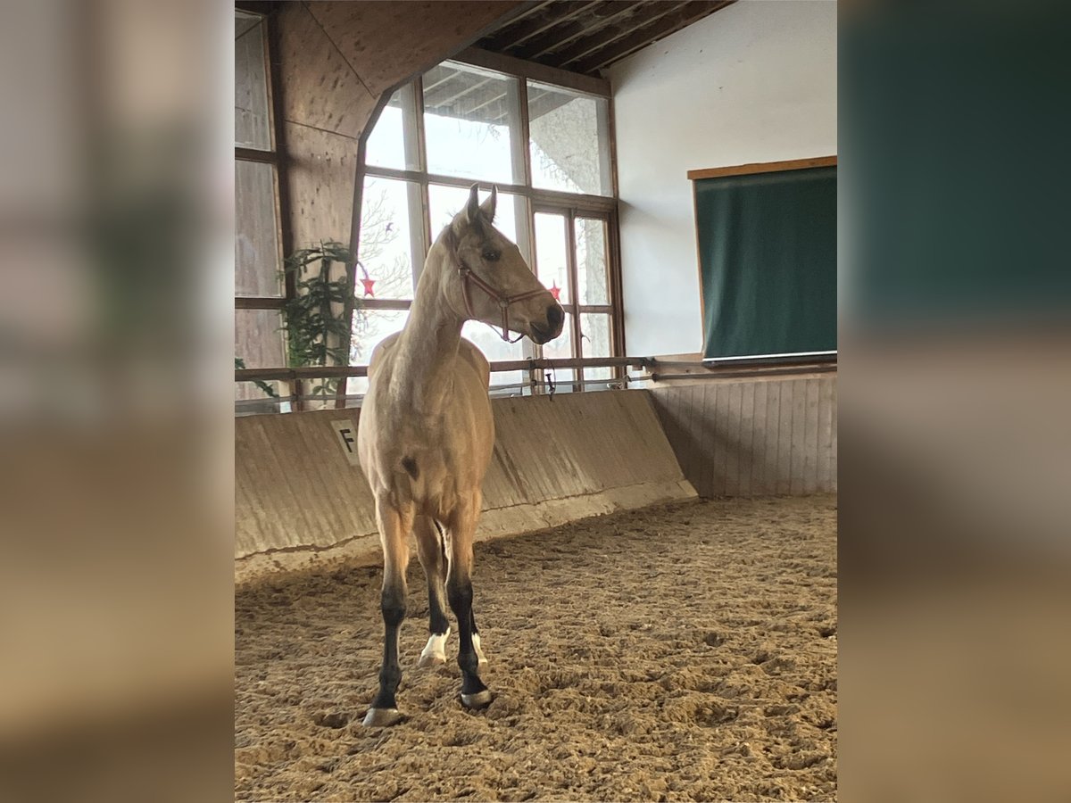 Oldenburg Gelding 2 years 16 hh Buckskin in Bad Füssing