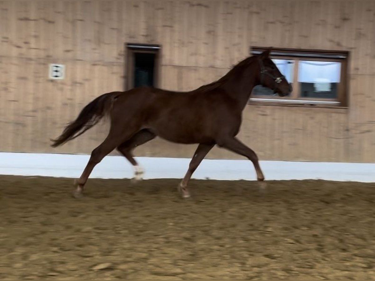 Oldenburg Gelding 2 years 16 hh Chestnut-Red in Verl