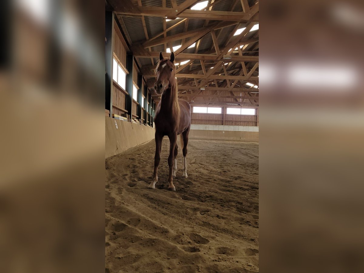 Oldenburg Gelding 2 years 16 hh Chestnut-Red in Groß Siegharts