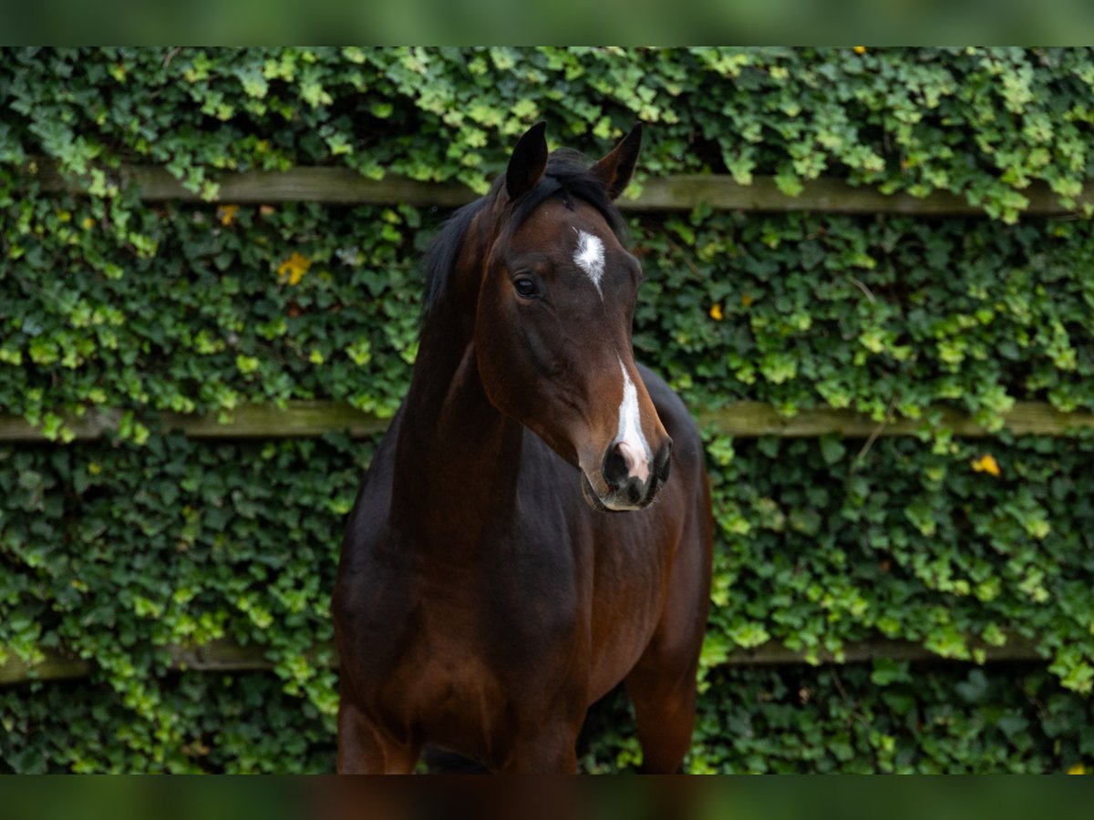 Oldenburg Gelding 2 years 16,1 hh Brown in Waddinxveen