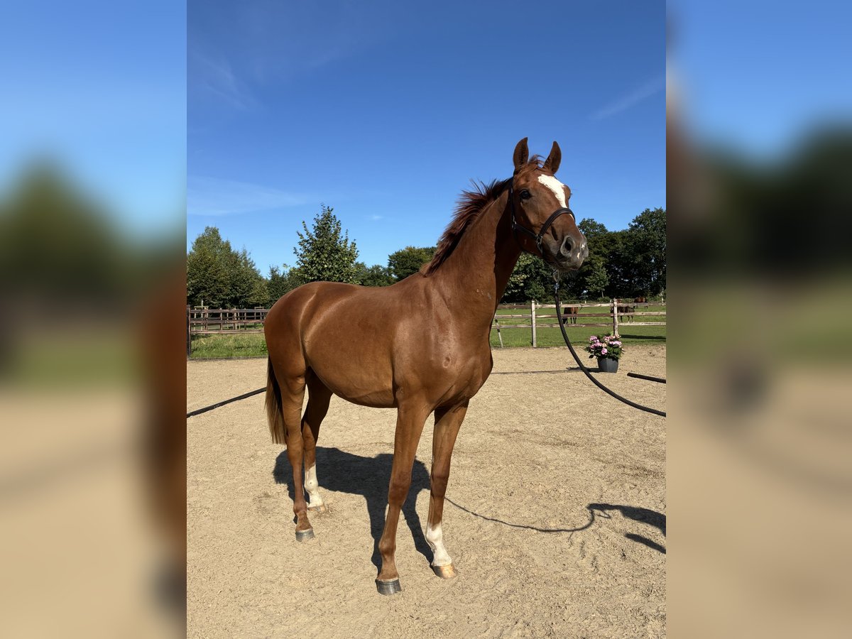 Oldenburg Gelding 2 years 16,1 hh Chestnut-Red in Blunk