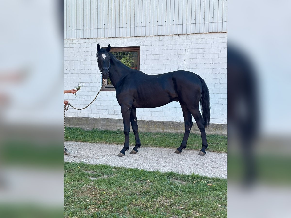 Oldenburg Gelding 2 years 16,1 hh Smoky-Black in K&#xF6;lln Reisiek