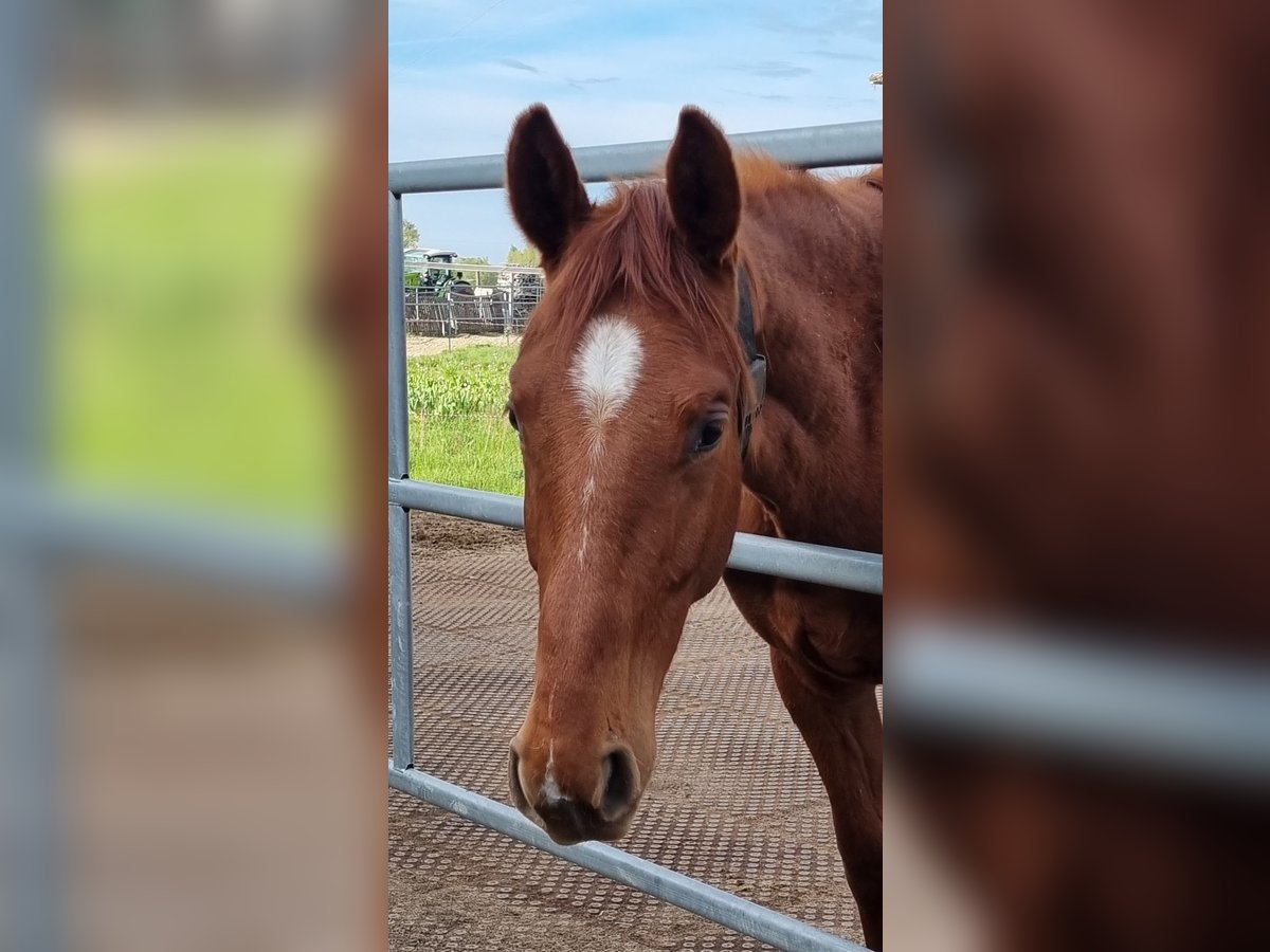 Oldenburg Gelding 2 years 16,2 hh Chestnut-Red in Neupotz