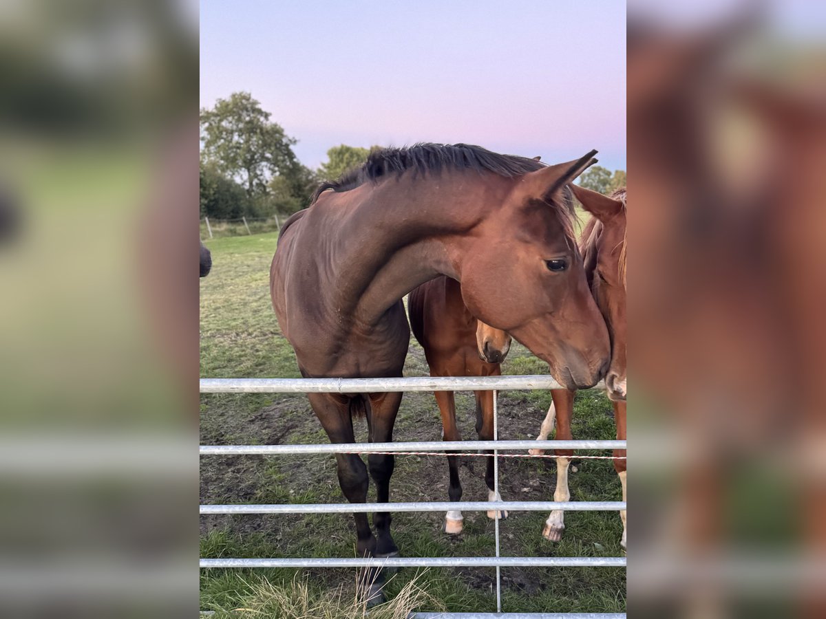 Oldenburg Gelding 2 years 17 hh Bay-Dark in Gro&#xDF;efehn Bagband