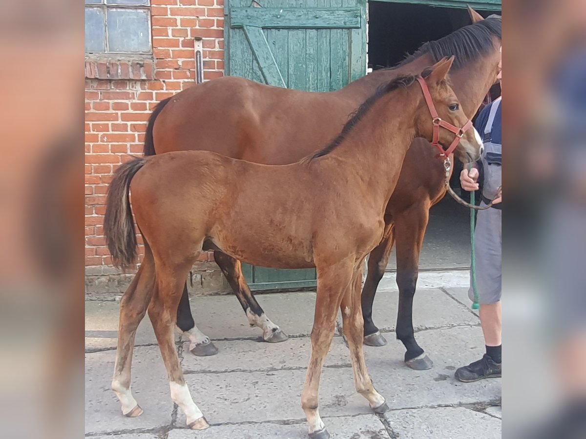 Oldenburg Gelding 2 years Brown in Feldberger Seenlandschaft