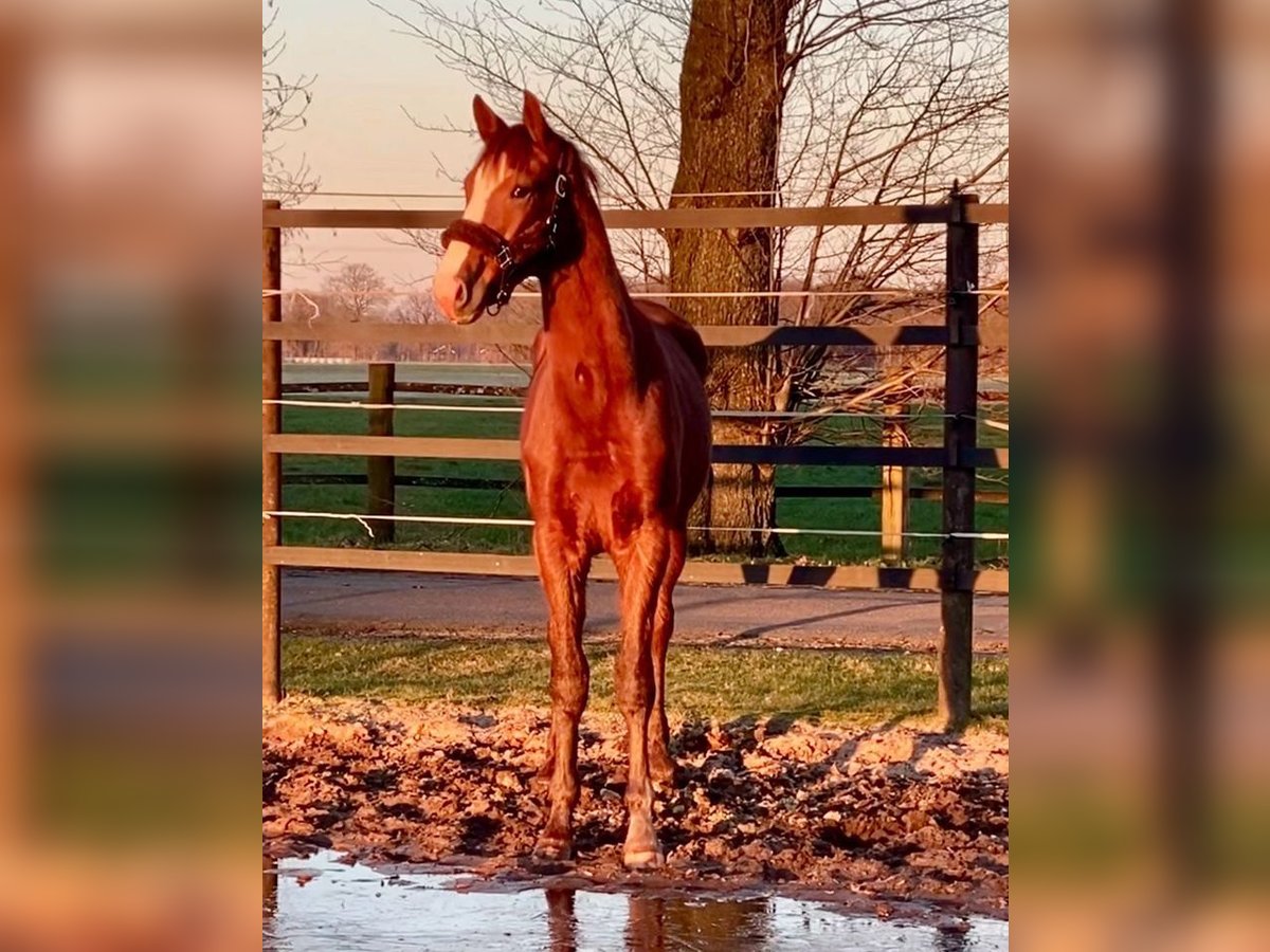 Oldenburg Gelding 2 years Chestnut-Red in Helferskirchen