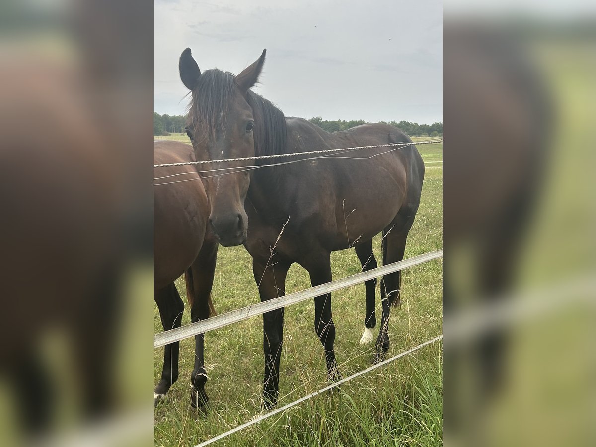Oldenburg Gelding 2 years Smoky-Black in Osterburken