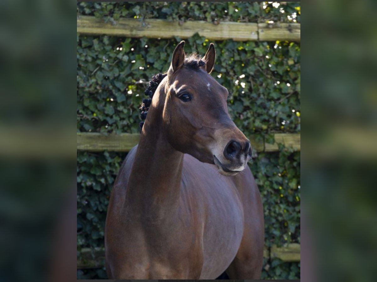 Oldenburg Gelding 3 years 13,1 hh Brown in Jerez De La Frontera Oldenburg Gelding 3 years 13,1 hh Brown in Jerez De La Frontera
