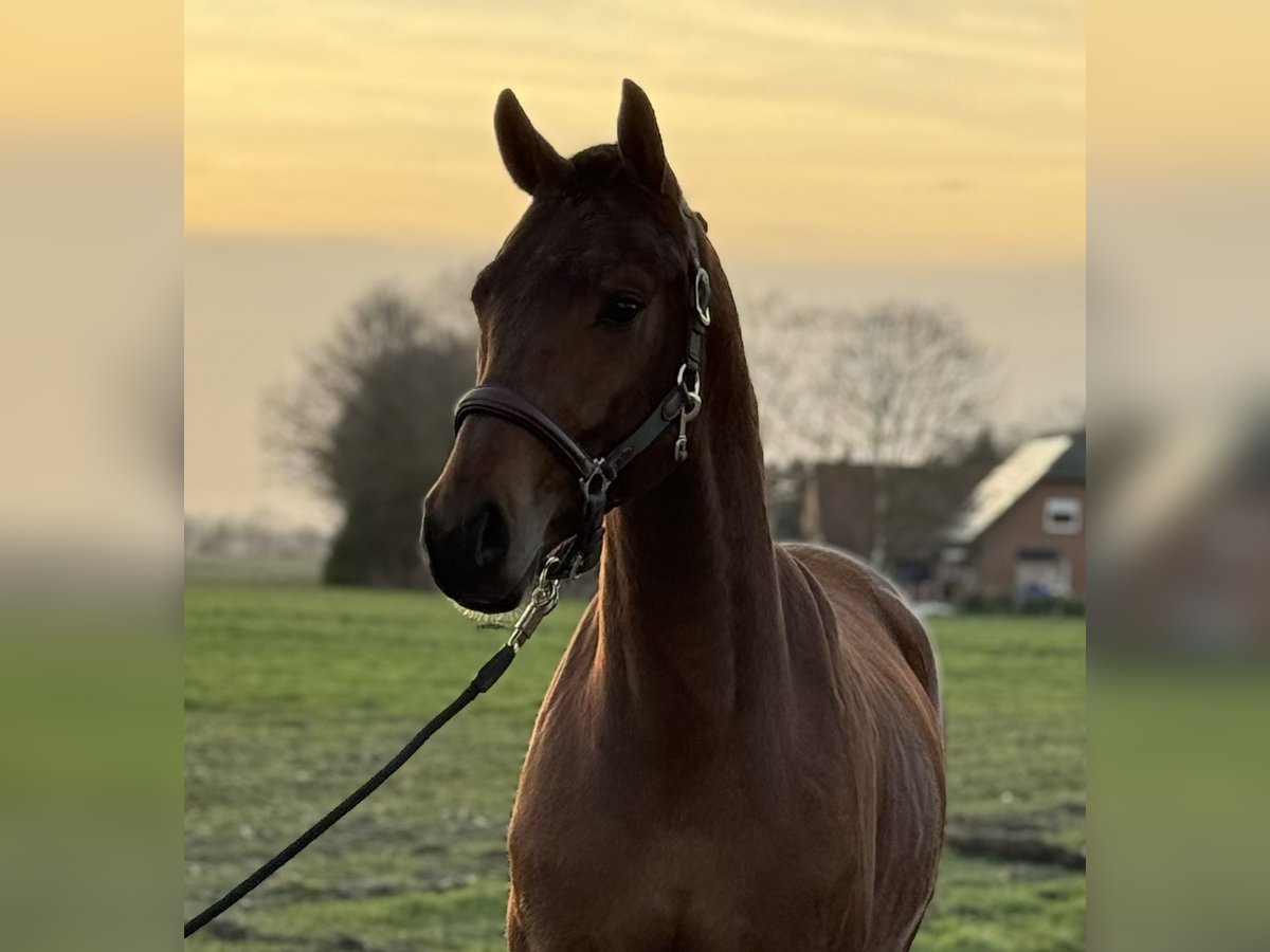 Oldenburg Gelding 3 years 15,2 hh Brown in Emlichheim