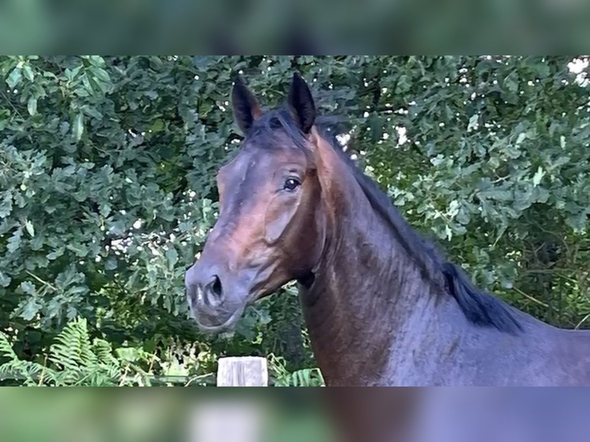 Oldenburg Gelding 3 years 15,3 hh Bay-Dark in Hamm