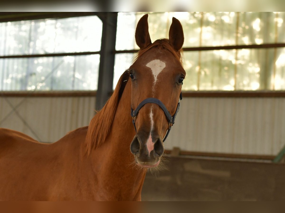 Oldenburg Gelding 3 years 15,2 hh in Geilenkirchen