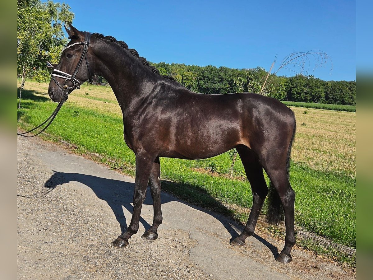 Oldenburg Gelding 3 years 15,2 hh Smoky-Black in Wehringen