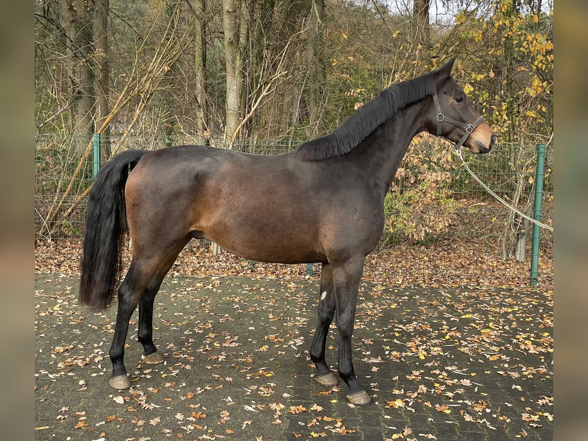 Oldenburg Gelding 3 years 15,3 hh Bay-Dark in Verl
