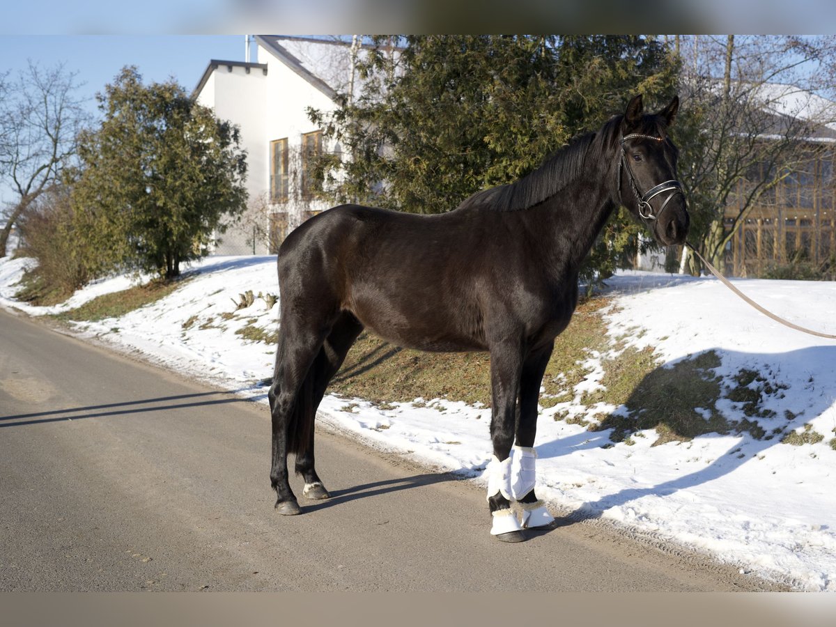 Oldenburg Gelding 3 years 16,1 hh Black in Phöben