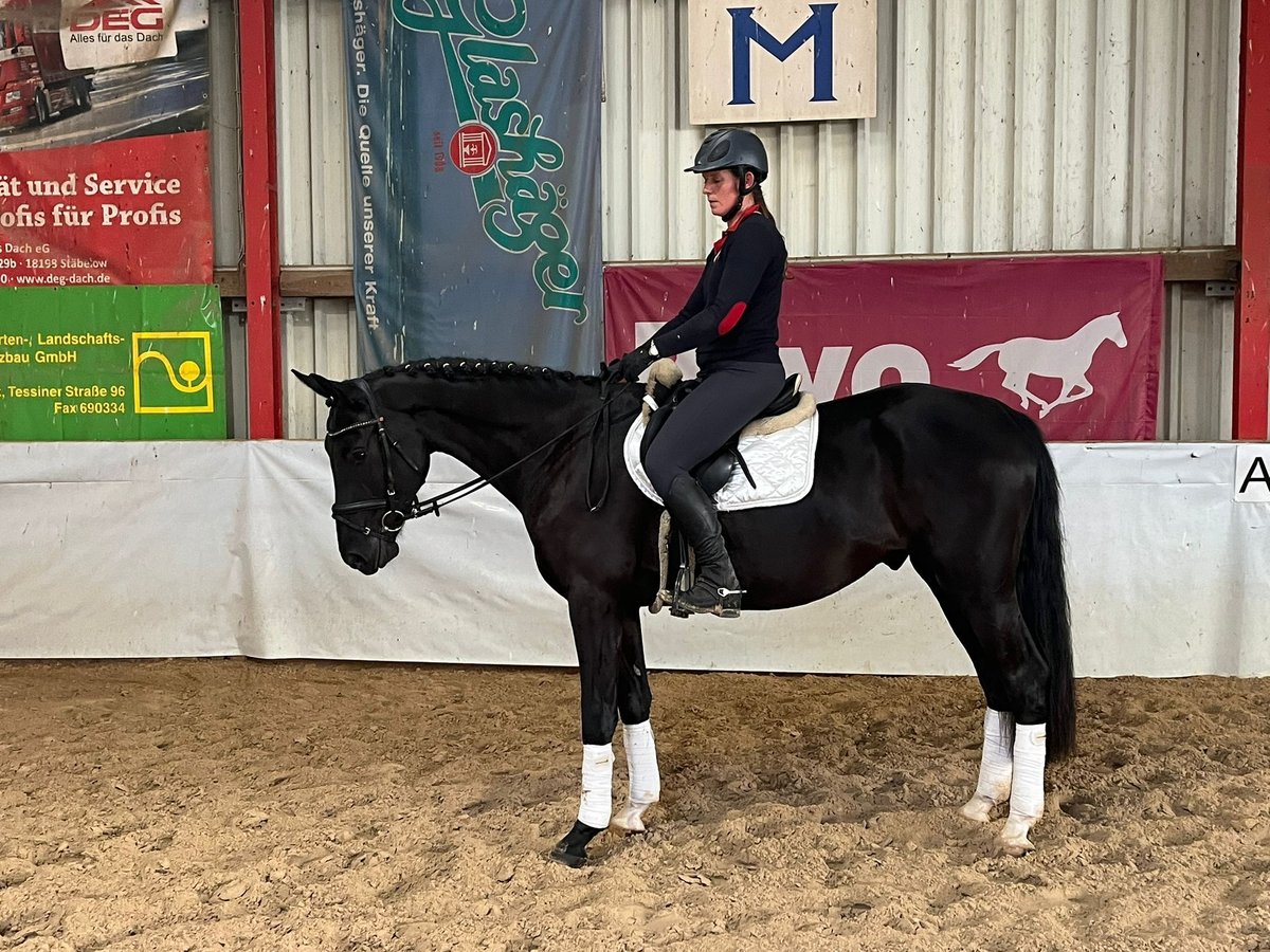 Oldenburg Gelding 3 years 16,1 hh Black in Vorbeck