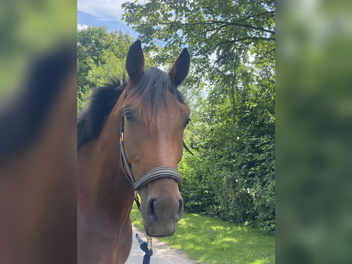 Oldenburg Gelding 3 years 16,1 hh Brown in Barntrup