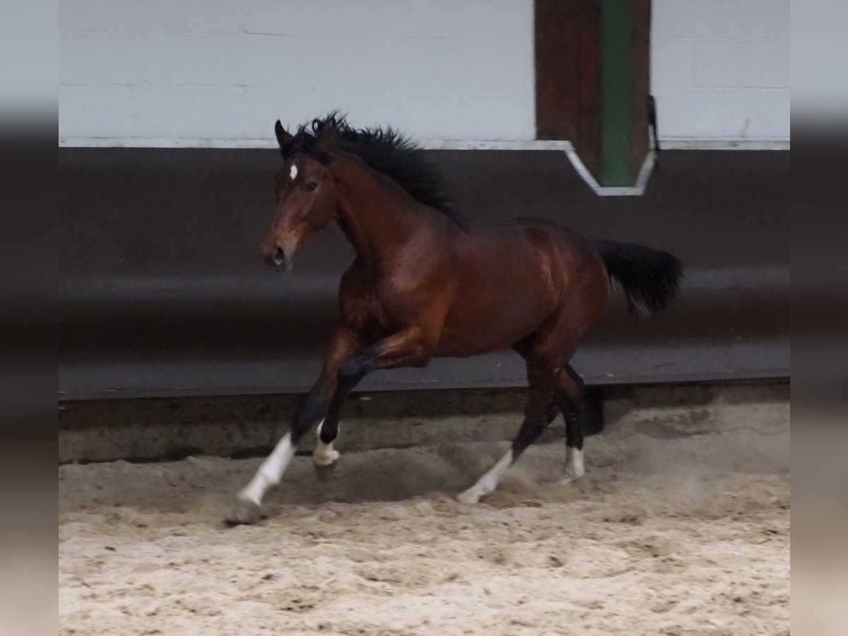 Oldenburg Gelding 3 years 16,1 hh Brown in Bramsche