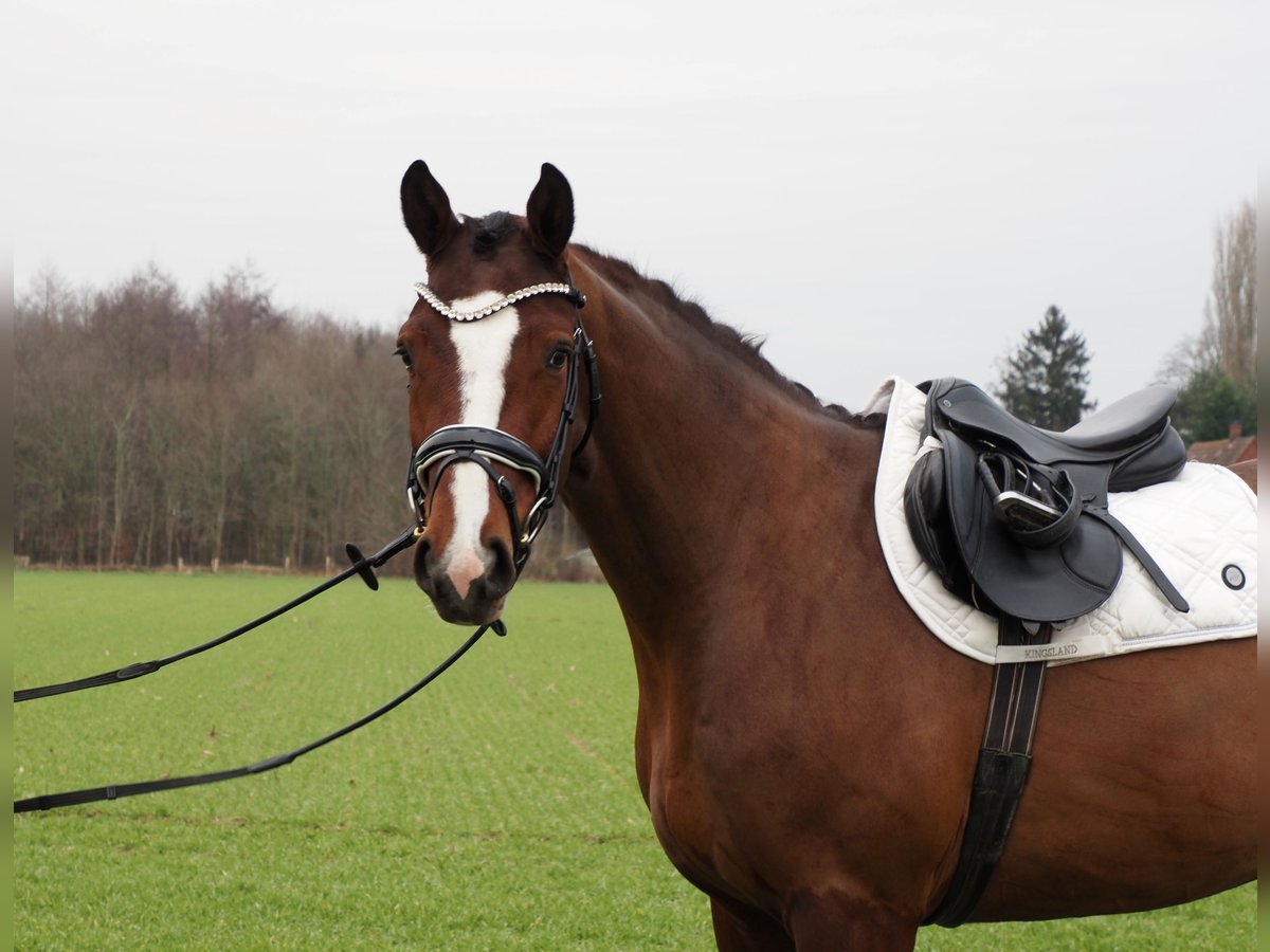 Oldenburg Gelding 3 years 16,1 hh Brown in Bramsche