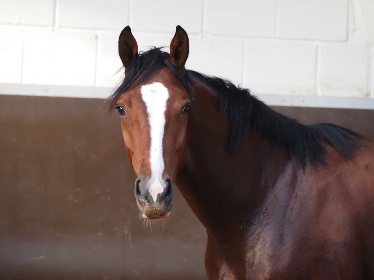 Oldenburg Gelding 3 years 16,1 hh Brown in Bramsche