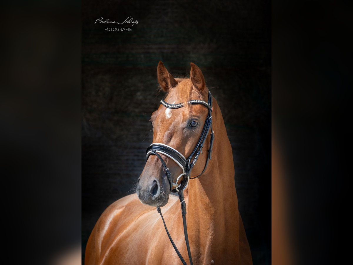 Oldenburg Gelding 3 years 16,1 hh Chestnut-Red in Herbstein