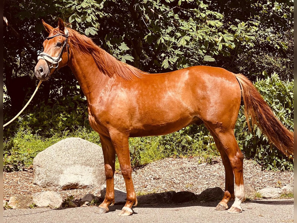 Oldenburg Gelding 3 years 16,1 hh Chestnut-Red in Oeversee