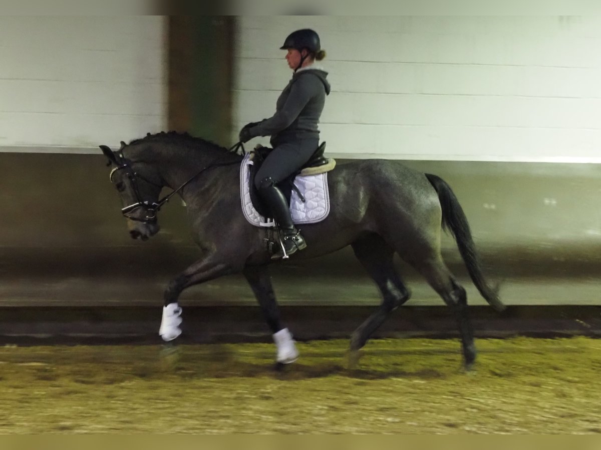 Oldenburg Gelding 3 years 16,1 hh Gray-Dark-Tan in Bramsche