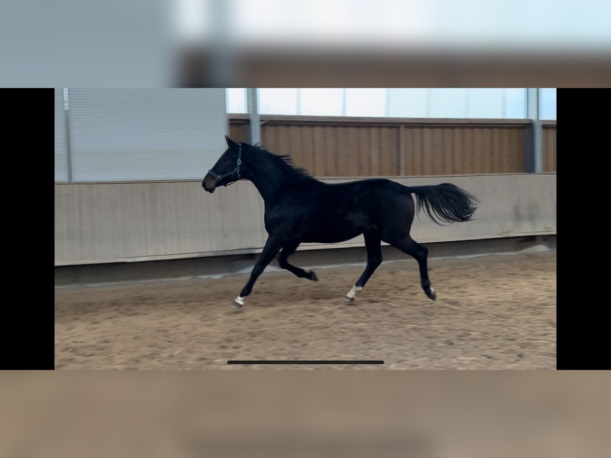 Oldenburg Gelding 3 years 16,1 hh Smoky-Black in Wettringen