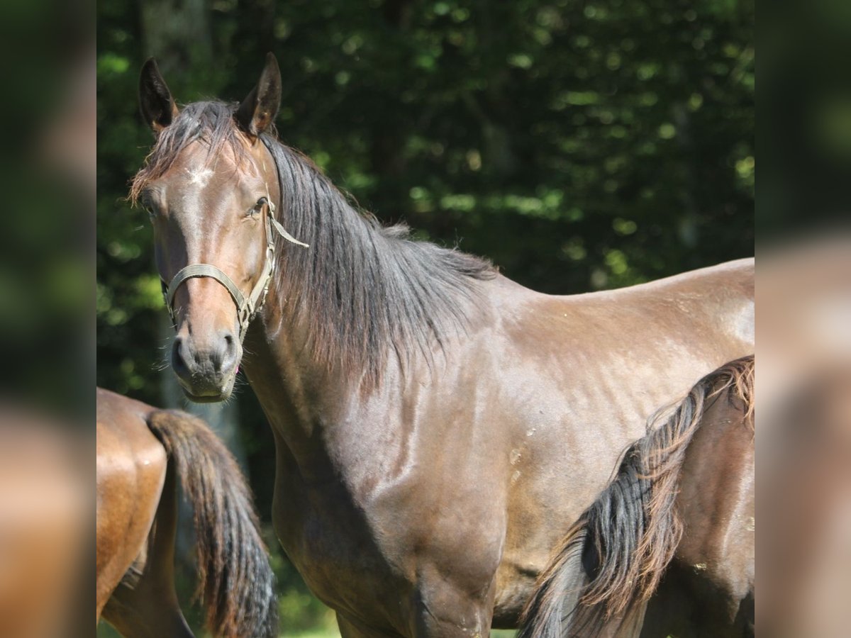 Oldenburg Gelding 3 years 16,2 hh Bay-Dark in GROTE-BROGEL