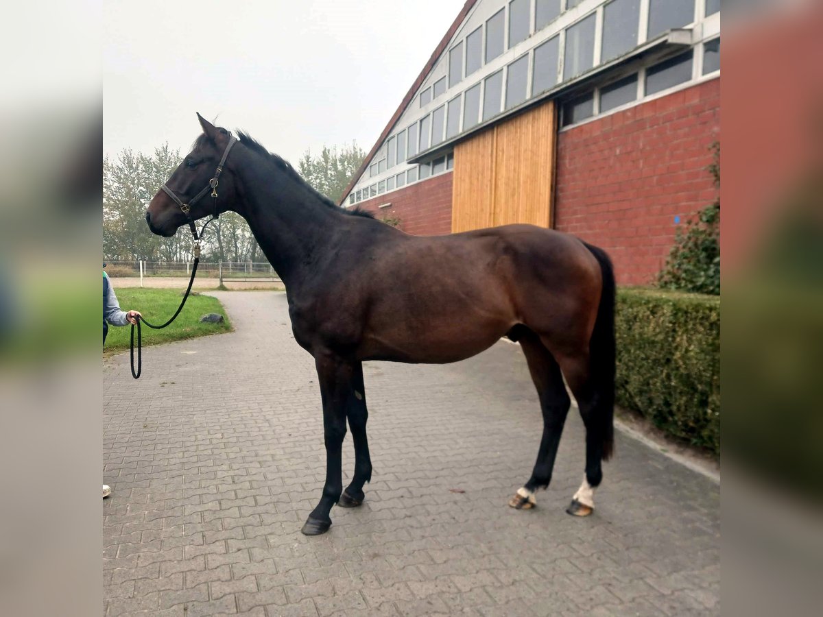 Oldenburg Gelding 3 years 16,2 hh Bay-Dark in Dornumersiel