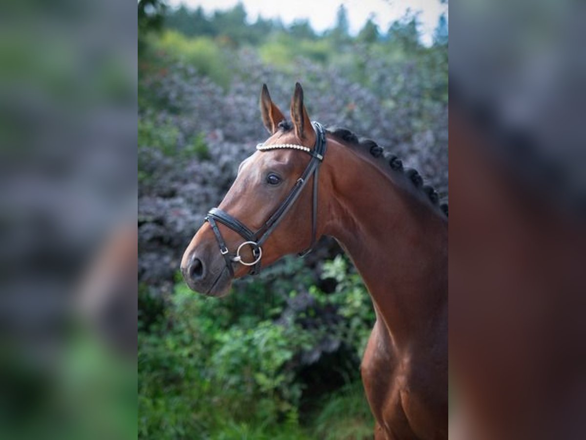 Oldenburg Gelding 3 years 16,2 hh Brown in Ankum