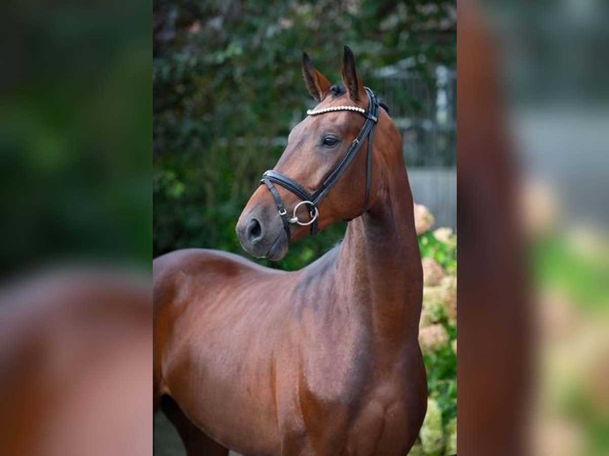 Oldenburg Gelding 3 years 16,2 hh Brown in Ankum