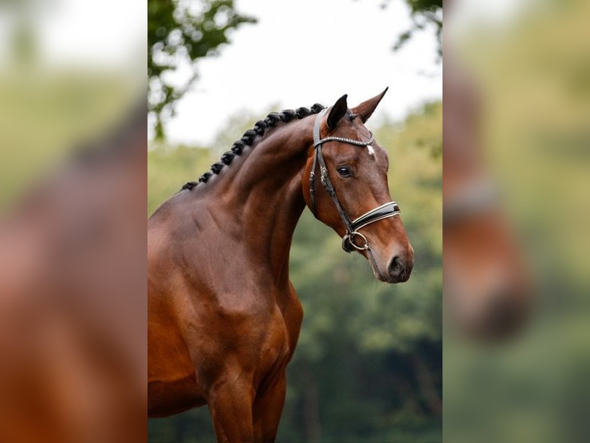 Oldenburg Gelding 3 years 16,2 hh Brown in gieten