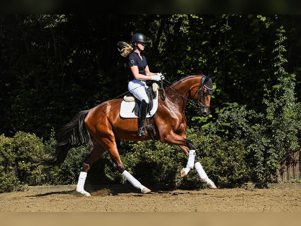 Oldenburg Gelding 3 years 16,2 hh Brown in Riedstadt