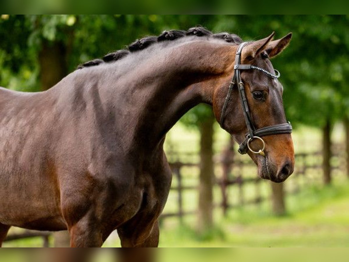 Oldenburg Gelding 3 years 16,2 hh Brown in St.Vith