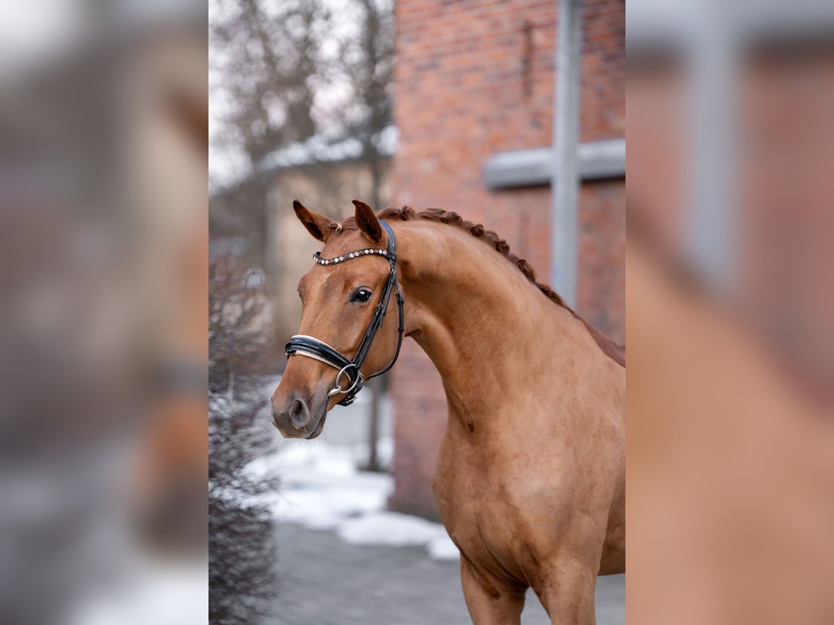 Oldenburg Gelding 3 years 16,2 hh Chestnut-Red in Berlin