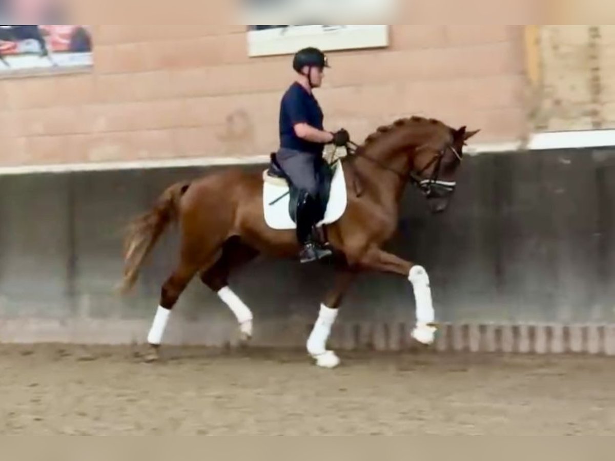 Oldenburg Gelding 3 years 16,2 hh Chestnut-Red in Barver