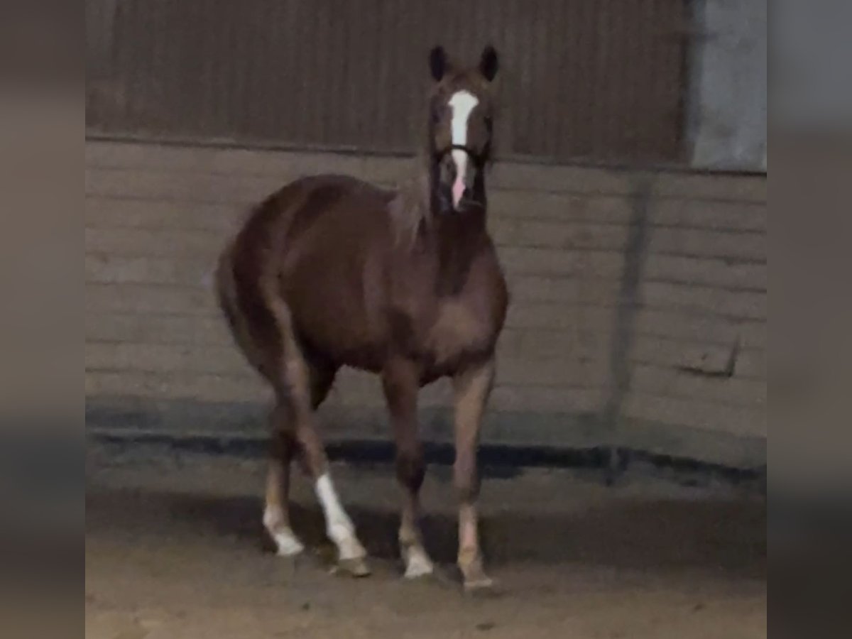 Oldenburg Gelding 3 years 16,2 hh Chestnut-Red in Heidesheim am Rhein