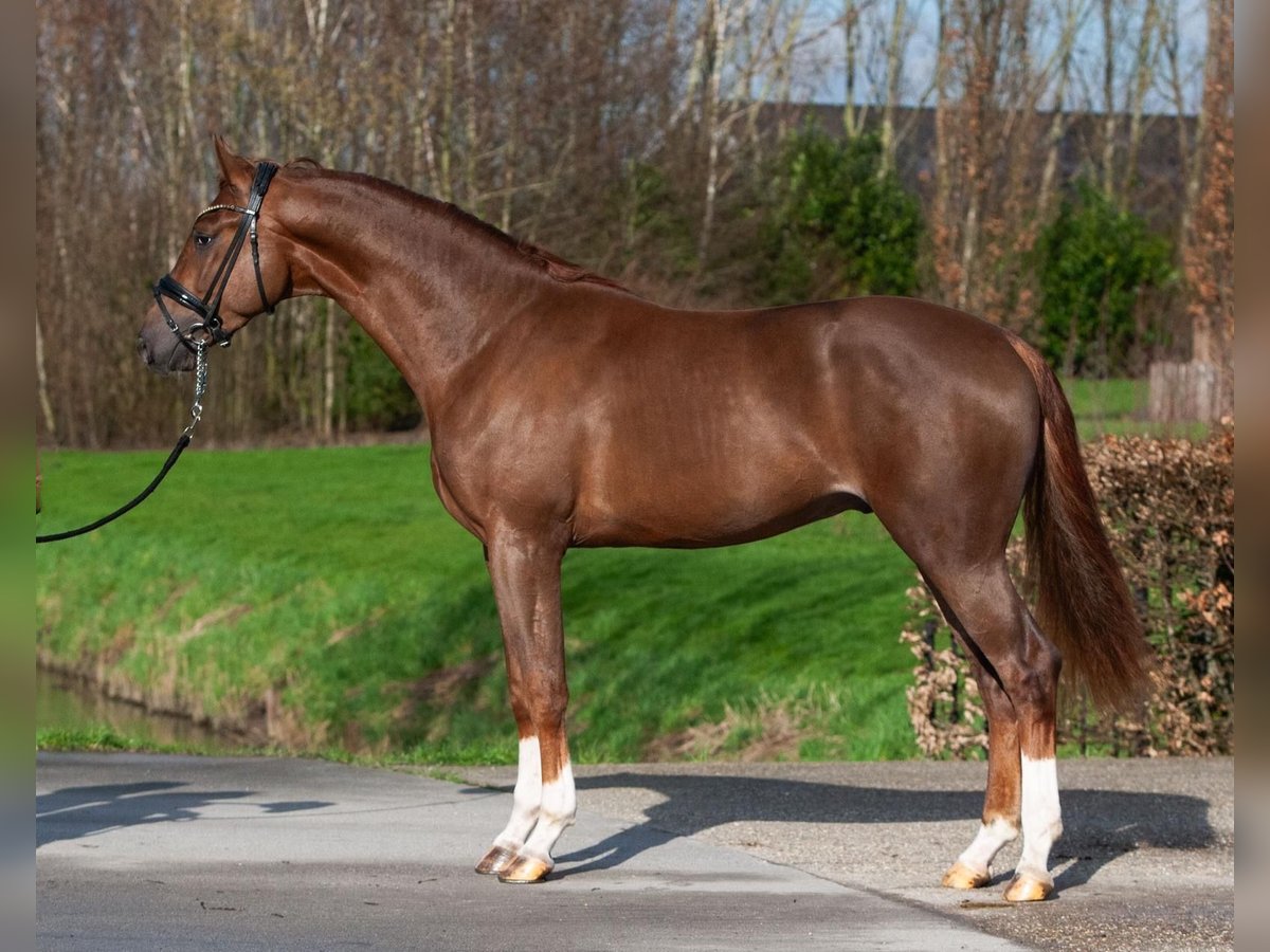 Oldenburg Gelding 3 years 16,2 hh Chestnut-Red in Umbrete