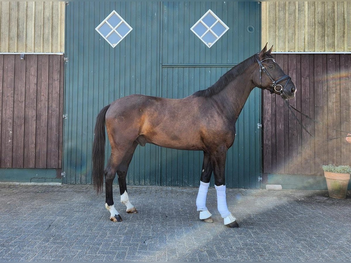 Oldenburg Gelding 3 years 16,2 hh Smoky-Black in Hungen