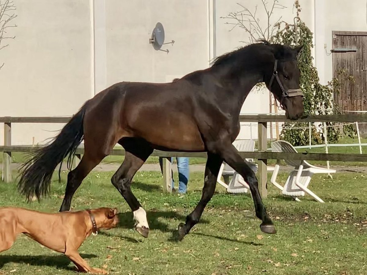 Oldenburg Gelding 3 years 16,2 hh Smoky-Black in Isernhagen