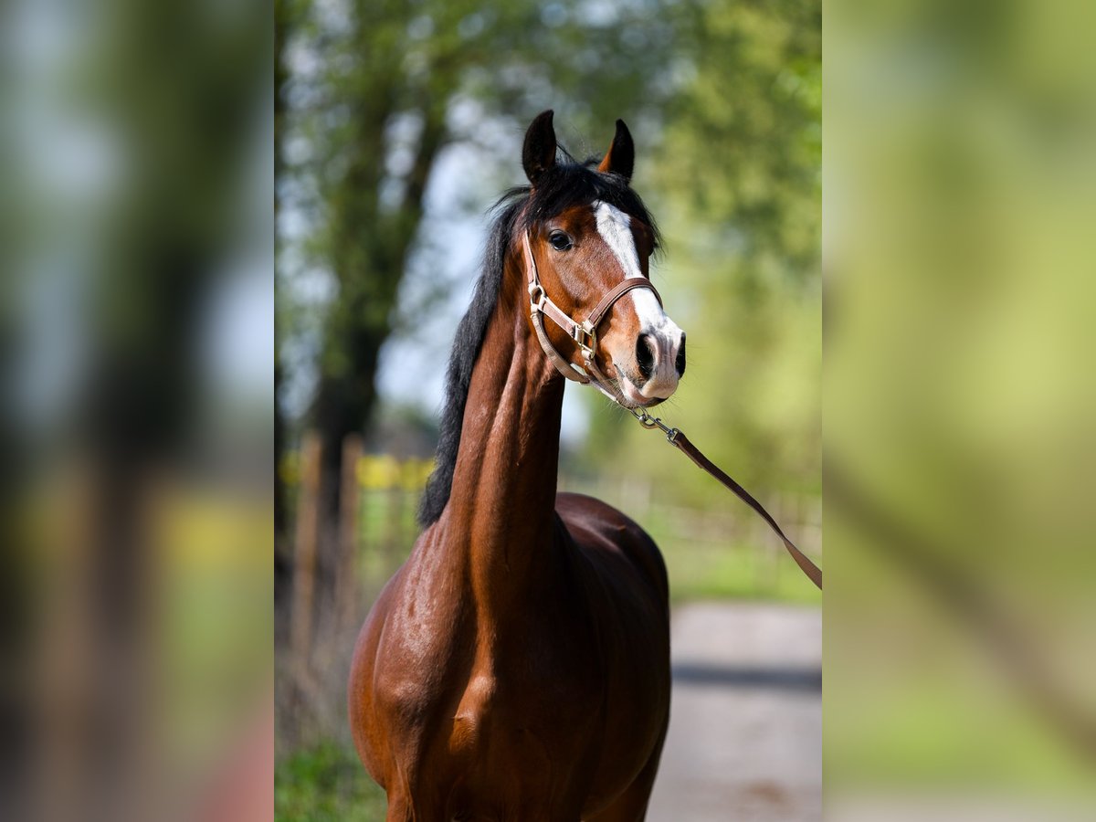 Oldenburg Gelding 3 years 16 hh Bay in Glinik