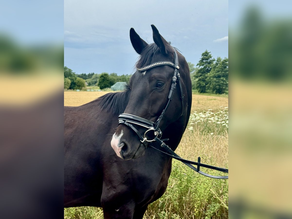 Oldenburg Gelding 3 years 16 hh Black in Laubach