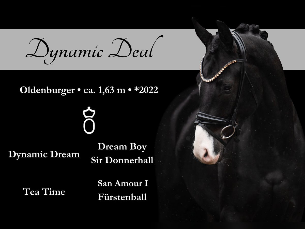 Oldenburg Gelding 3 years 16 hh Black in Wehringen