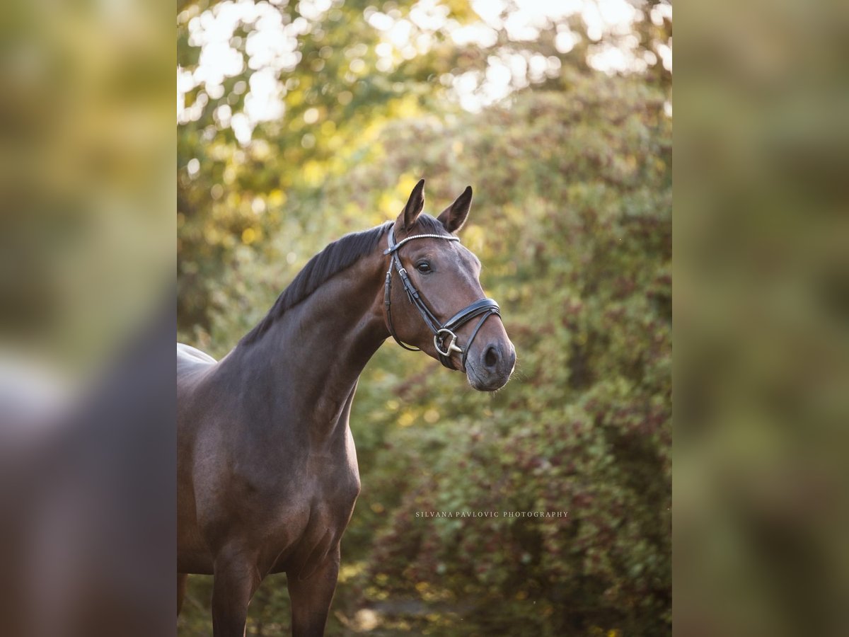 Oldenburg Gelding 3 years 16 hh Brown in Bruchsal