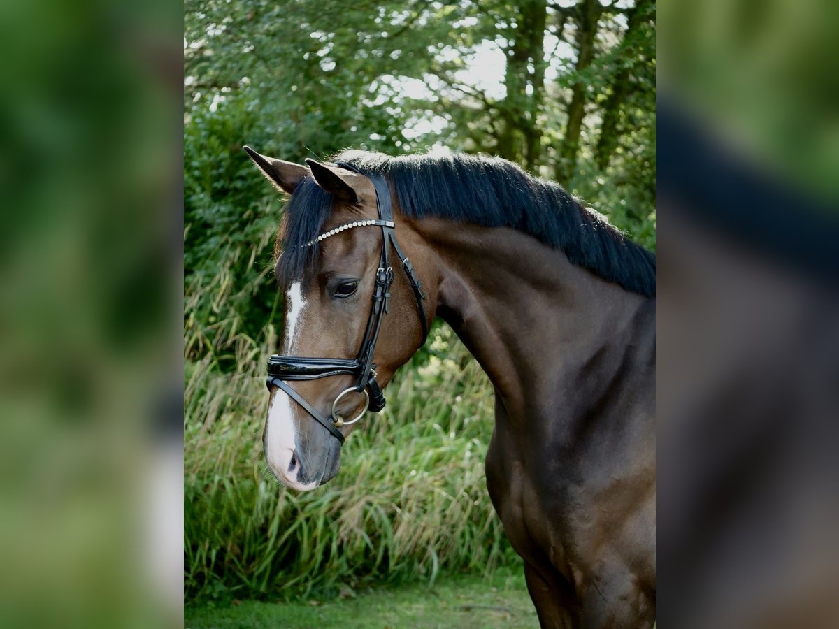 Oldenburg Gelding 3 years 16 hh Brown in Duisburg