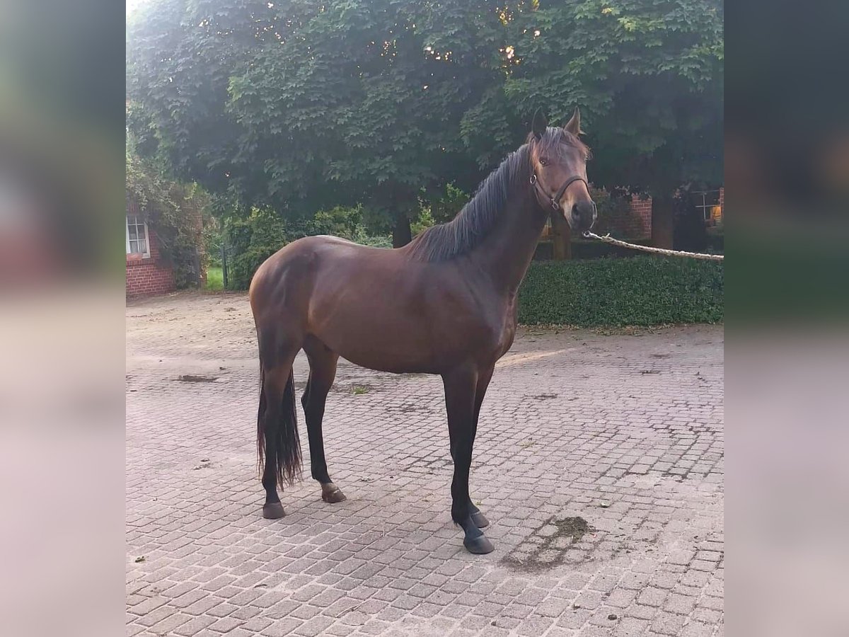 Oldenburg Gelding 3 years 16 hh Brown in Havelaue