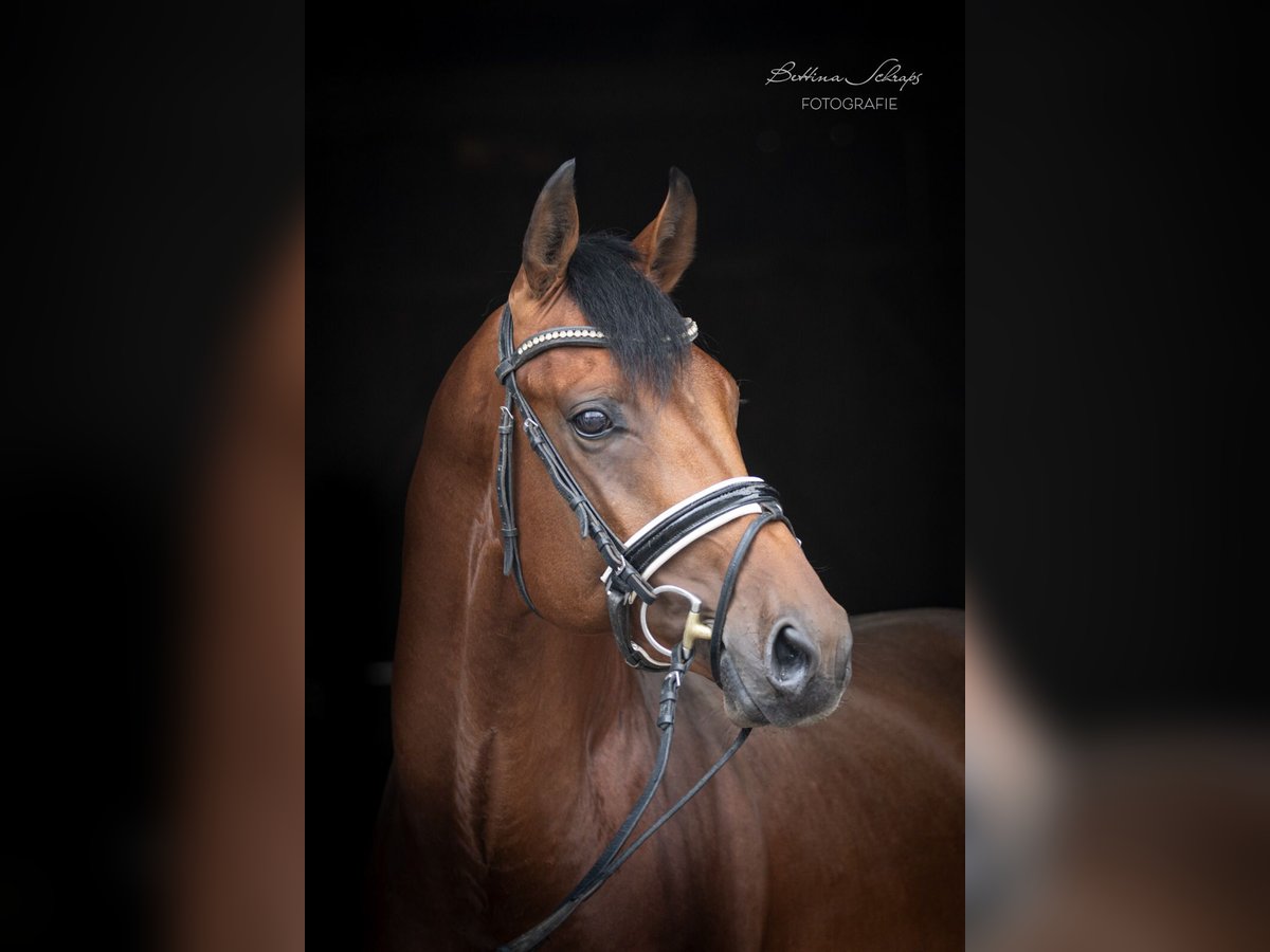 Oldenburg Gelding 3 years 16 hh Brown in Herbstein