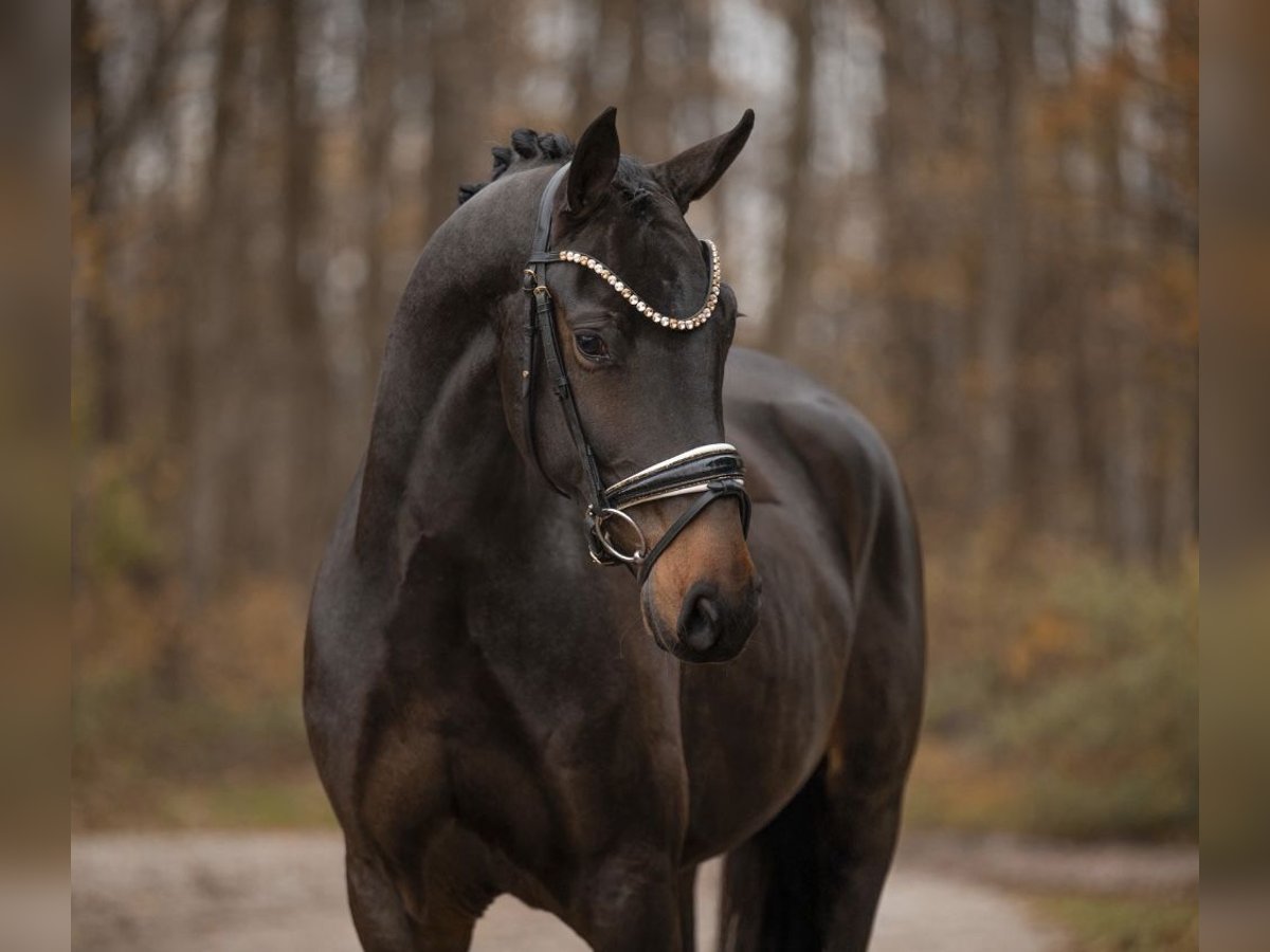Oldenburg Gelding 3 years 16,1 hh Bay-Dark in Berne