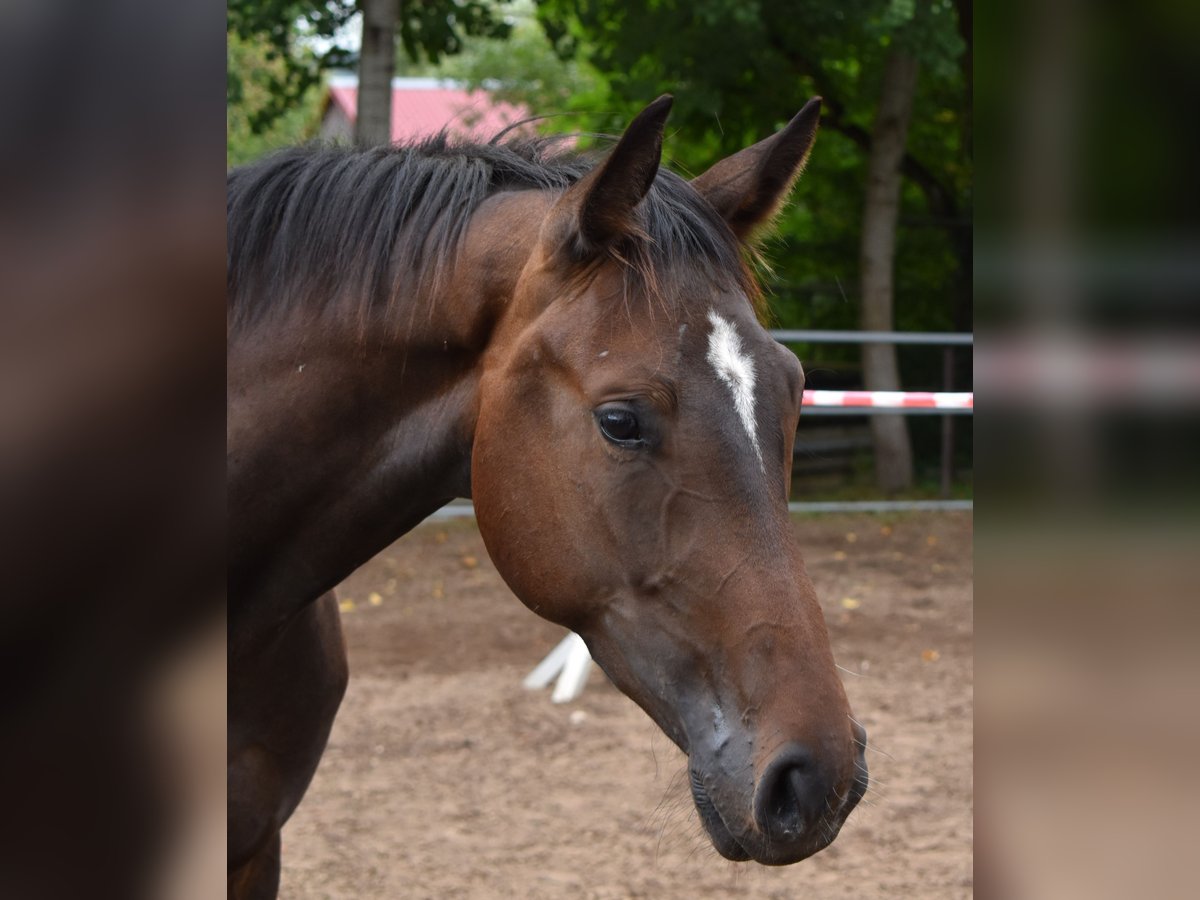 Oldenburg Gelding 3 years 16,1 hh Bay-Dark in Hummeltal