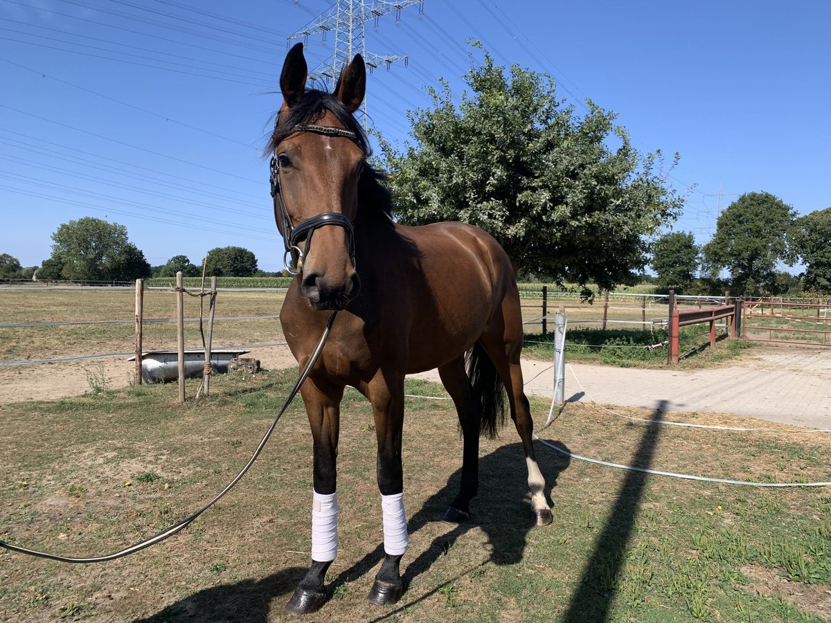 Oldenburg Gelding 3 years 16,1 hh Bay-Dark in Hamminkeln